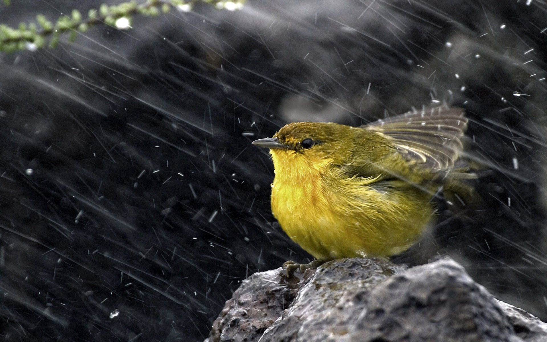 bois jaune warbler jaune neige pierre oiseau