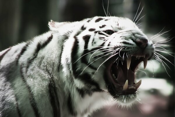 Tigre Albino con bigote divertido