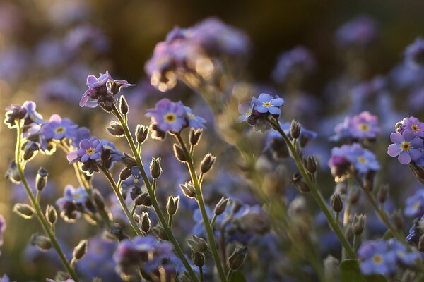 A beautiful field of purple forget-me-nots