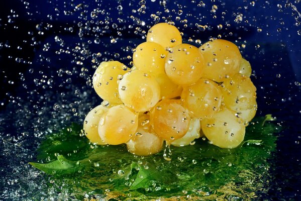 Racimo de uvas en gotas de rocío que caen