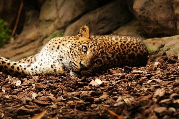 Der faszinierende Blick eines Leoparden, der auf den Blättern liegt