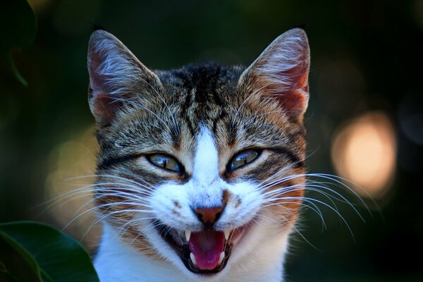 Kote opened his toothy mouth