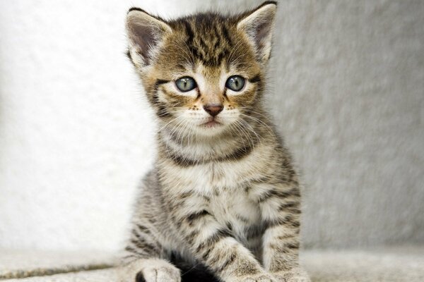 Chaton rayé avec de grandes oreilles