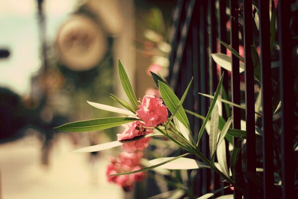 Summer decoration of the street fence