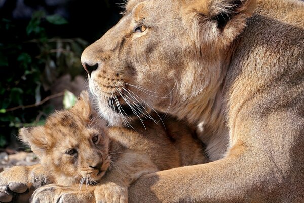 A lioness and a lion cub lie and hug