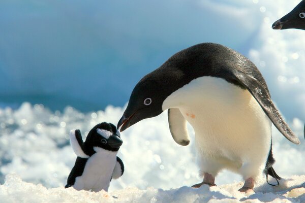 Pinguin spielt mit einem Pinguin-Spielzeug im Schnee