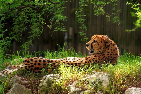 Gepard liegt auf grünem Gras im Wald