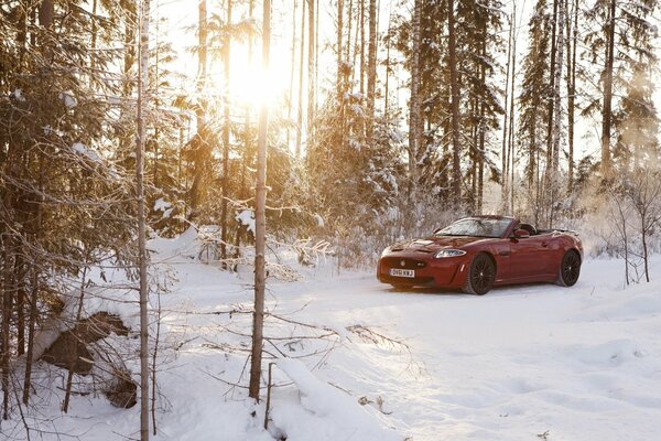 Ein roter Jaguar steht im Winter im Wald auf einer Lichtung