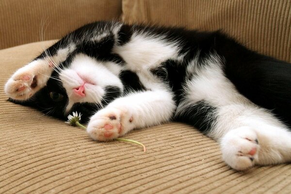 Gatito se acuesta con una flor en el Sofá