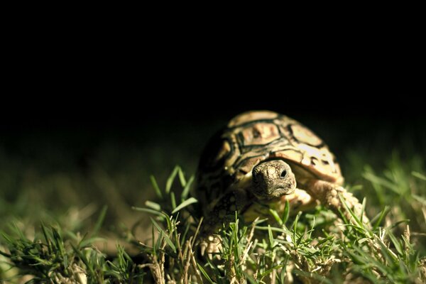 Schildkröte kriecht über grünes Gras