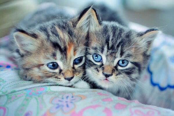 Two kitten brothers in a blanket