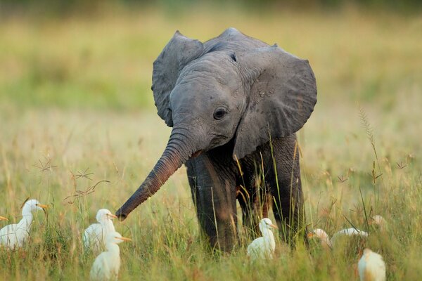 Petit éléphant accueille les oiseaux