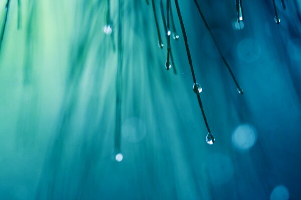 Water drops on needles on a blue blurred background