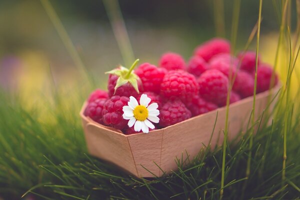 A wonderful dawn in crimson flowers