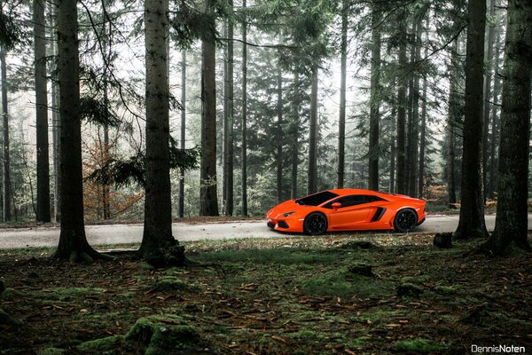 A red car is driving along the road in the forest