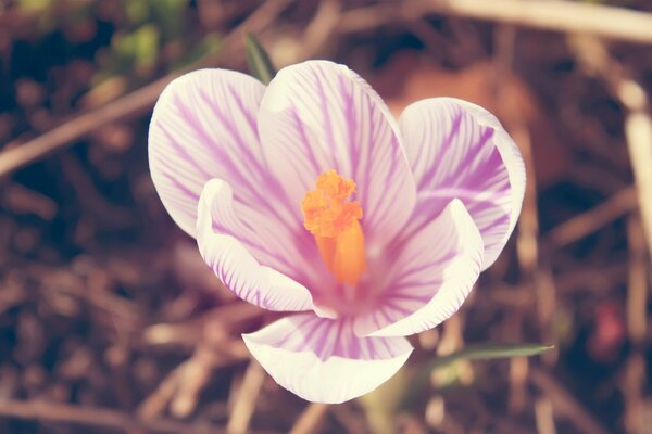 Crocus rose par temps ensoleillé au printemps