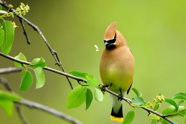 An unusual bird is sitting on a branch on a green background