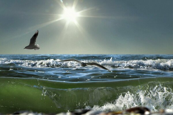 Seagulls on the background of sea waves