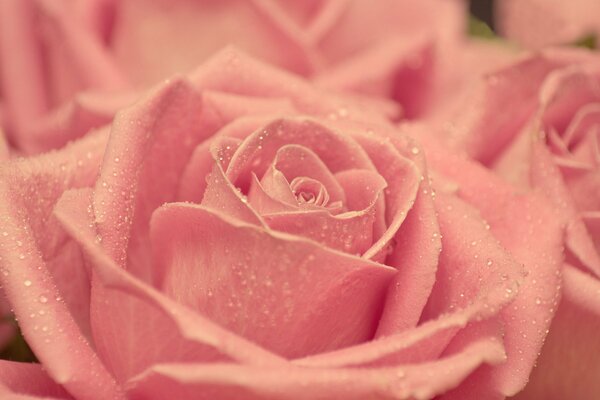 A delicate opened rosebud with dew drops