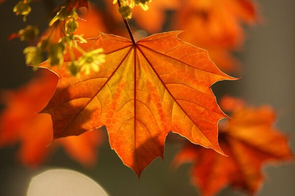 Yellowed maple leaf close-up