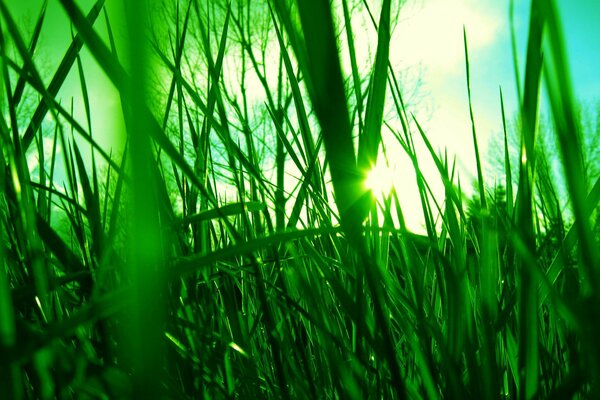 L herbe verte à travers laquelle les rayons du soleil se frayent un chemin