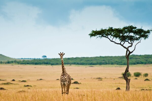 Eine Giraffe inmitten einer schwülen Savanne