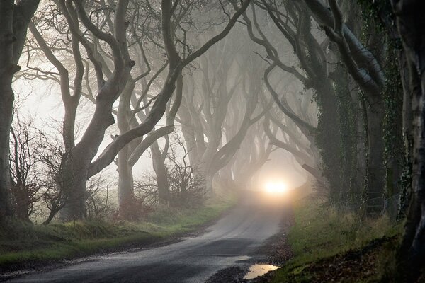 Forêt sombre, route dans le brouillard