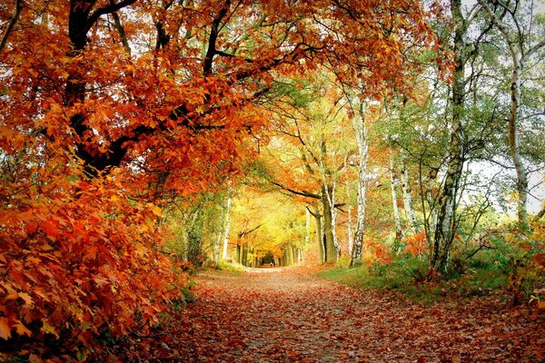 Arch of autumn trees