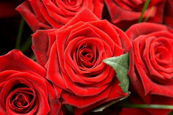 Bellissimo bouquet di rose rosse