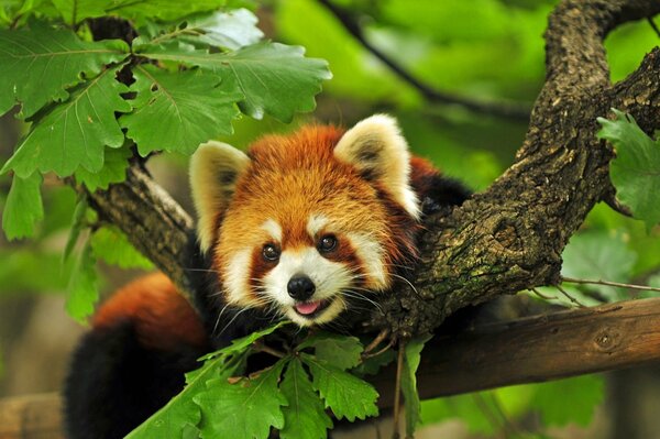 Red panda in the foliage of trees