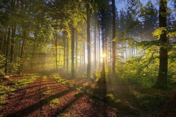 The sun shines through the trees in the forest