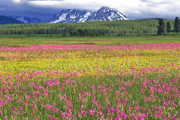 Wildblumen auf dem Hintergrund der Berge