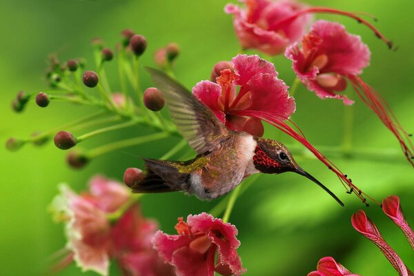 Hummingbirds next to pink flowers on a green background