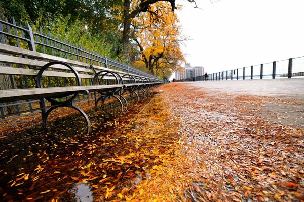 La reine-automne dans les rues de New York