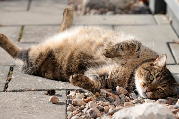 Gato gordo tomando el sol