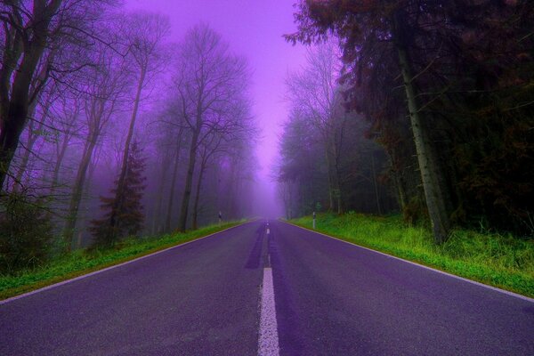 Route entre les arbres dans le brouillard lilas