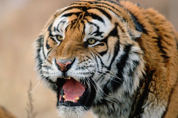 Leopardo predatore siberiano schizza