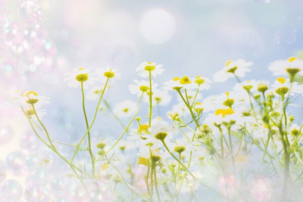 Kleine Gänseblümchen auf blauem Hintergrund