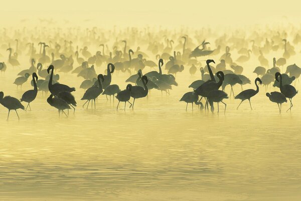 Muchos flamencos en agua dorada