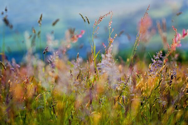 Coolness and freshness of summer fields