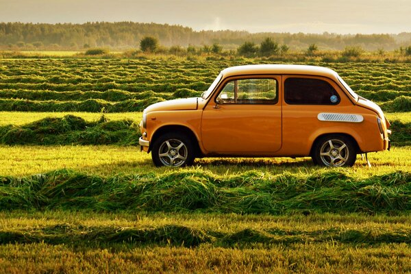 Escarabajo de color naranja bronceado en prados de hoja verde suculenta