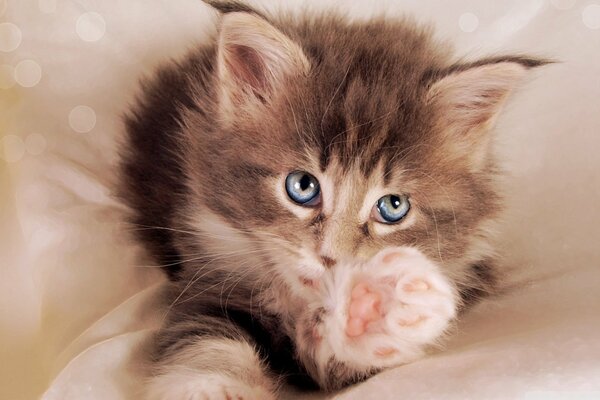 Cute fluffy kitten, outstretched paw