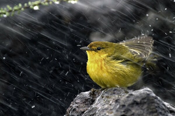 A yellow bird shakes water off its feathers