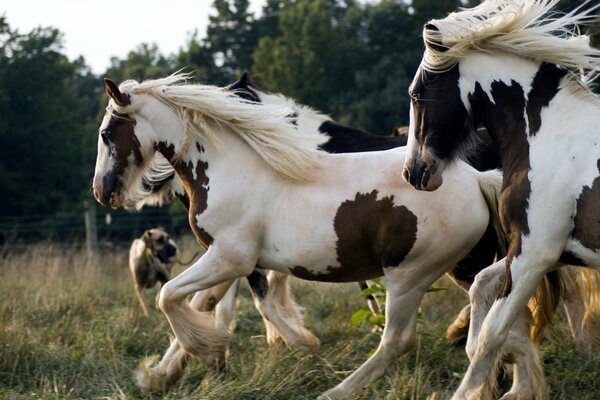 A lot of spotted horses are running