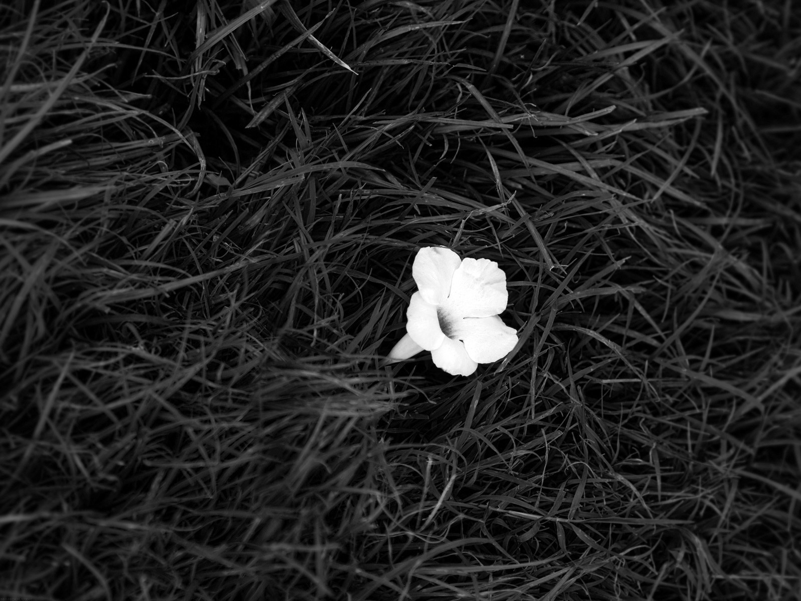 flower black white