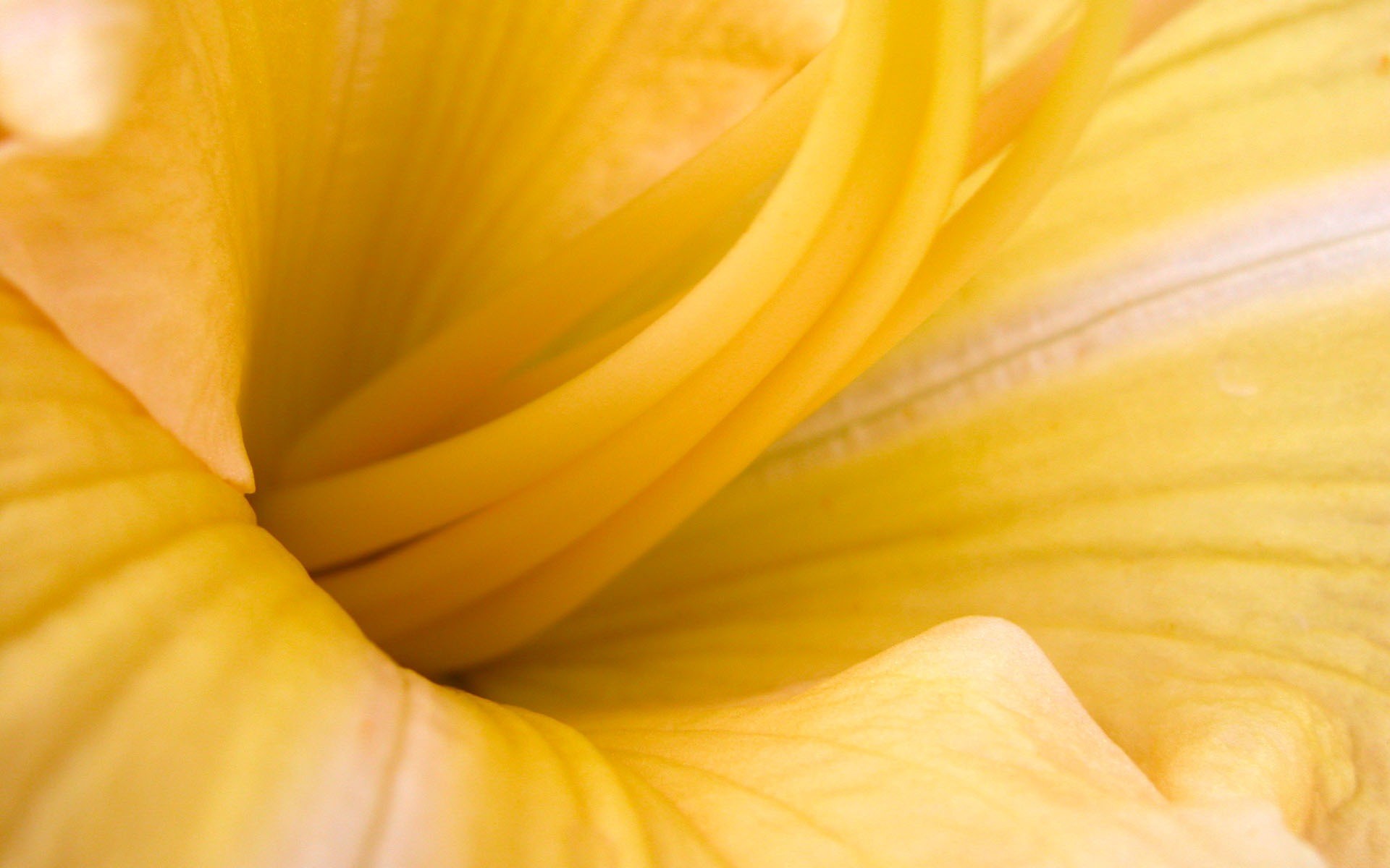 macro fiore giallo