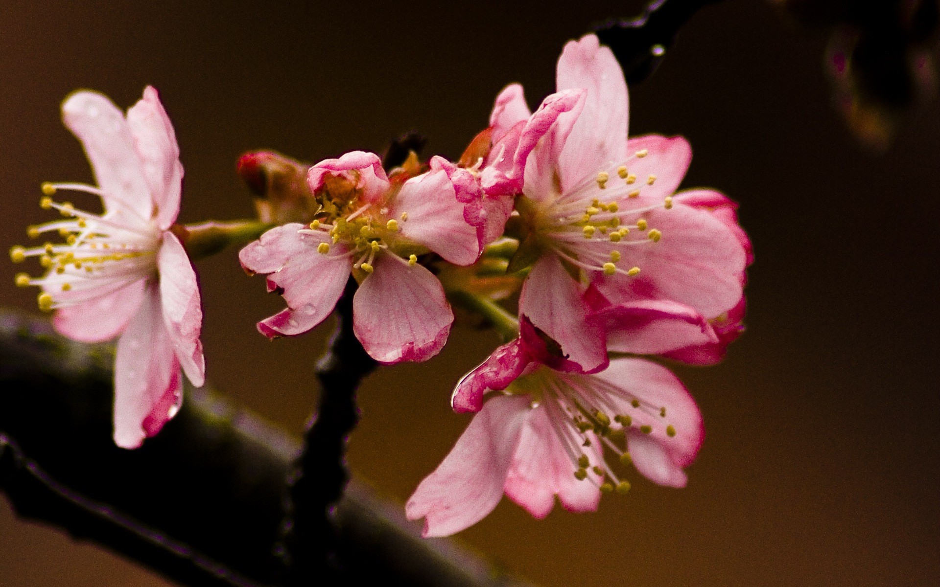 blume tapete makro