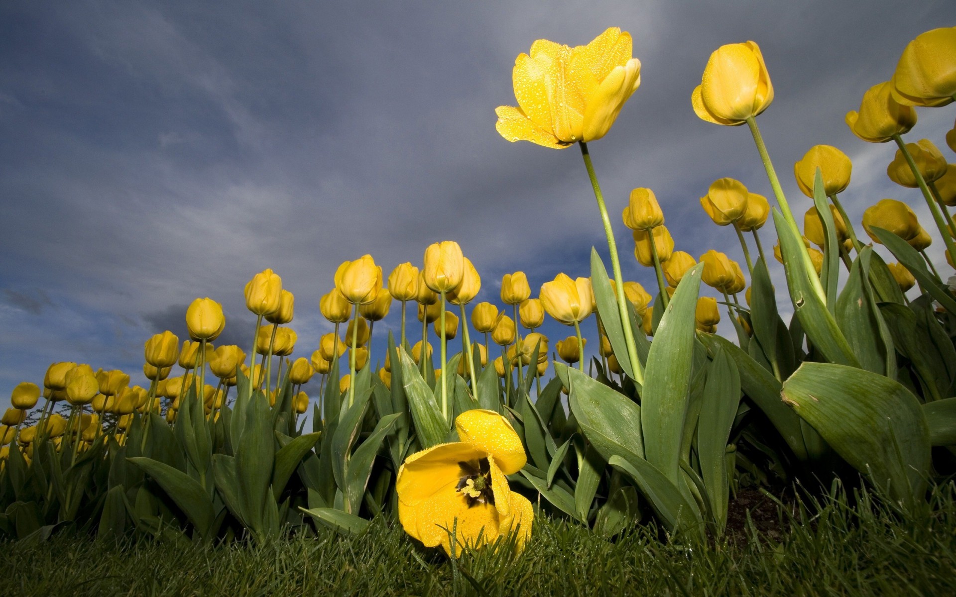 blume tulpe gelb