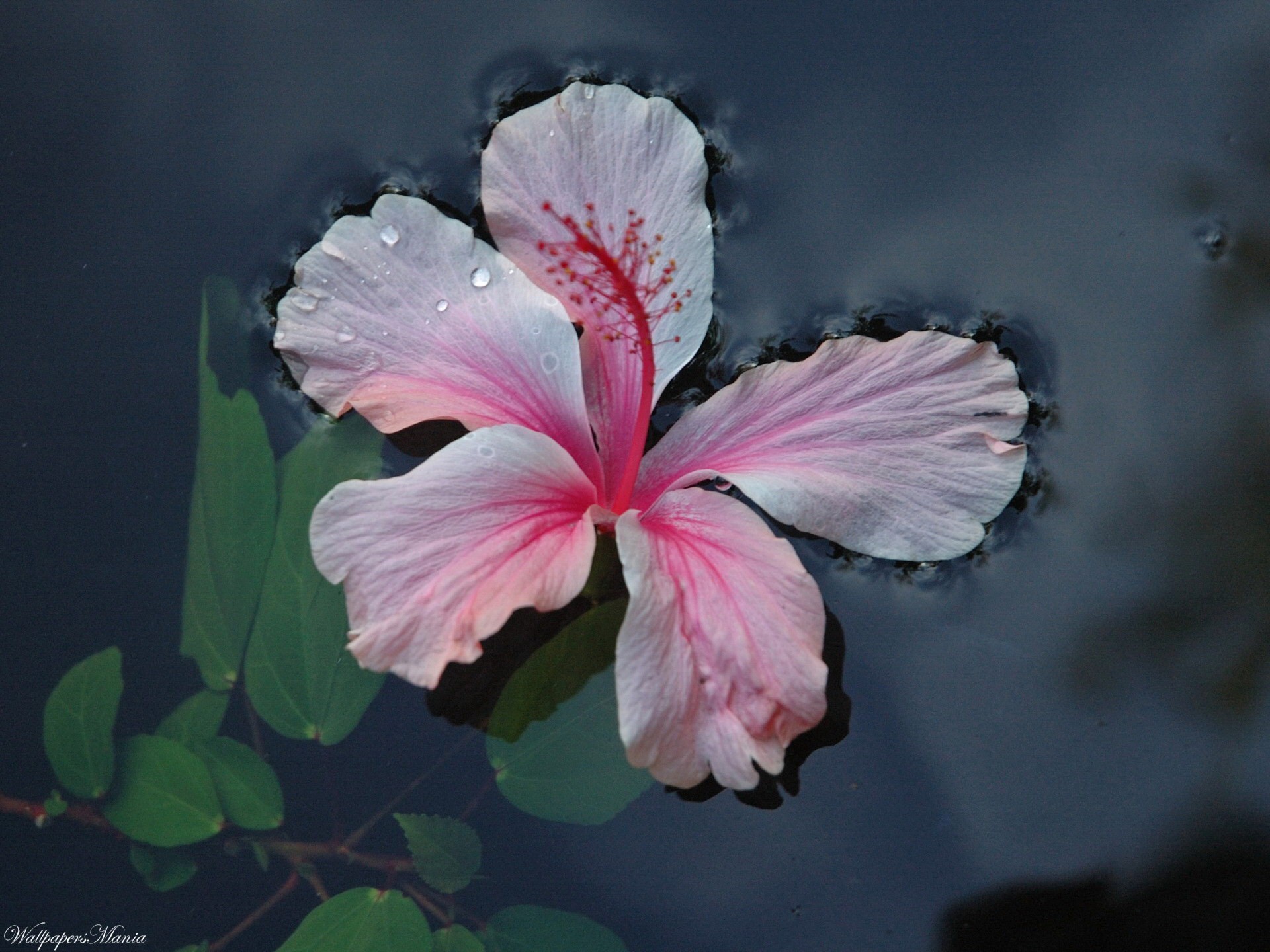 fiore acqua foglie