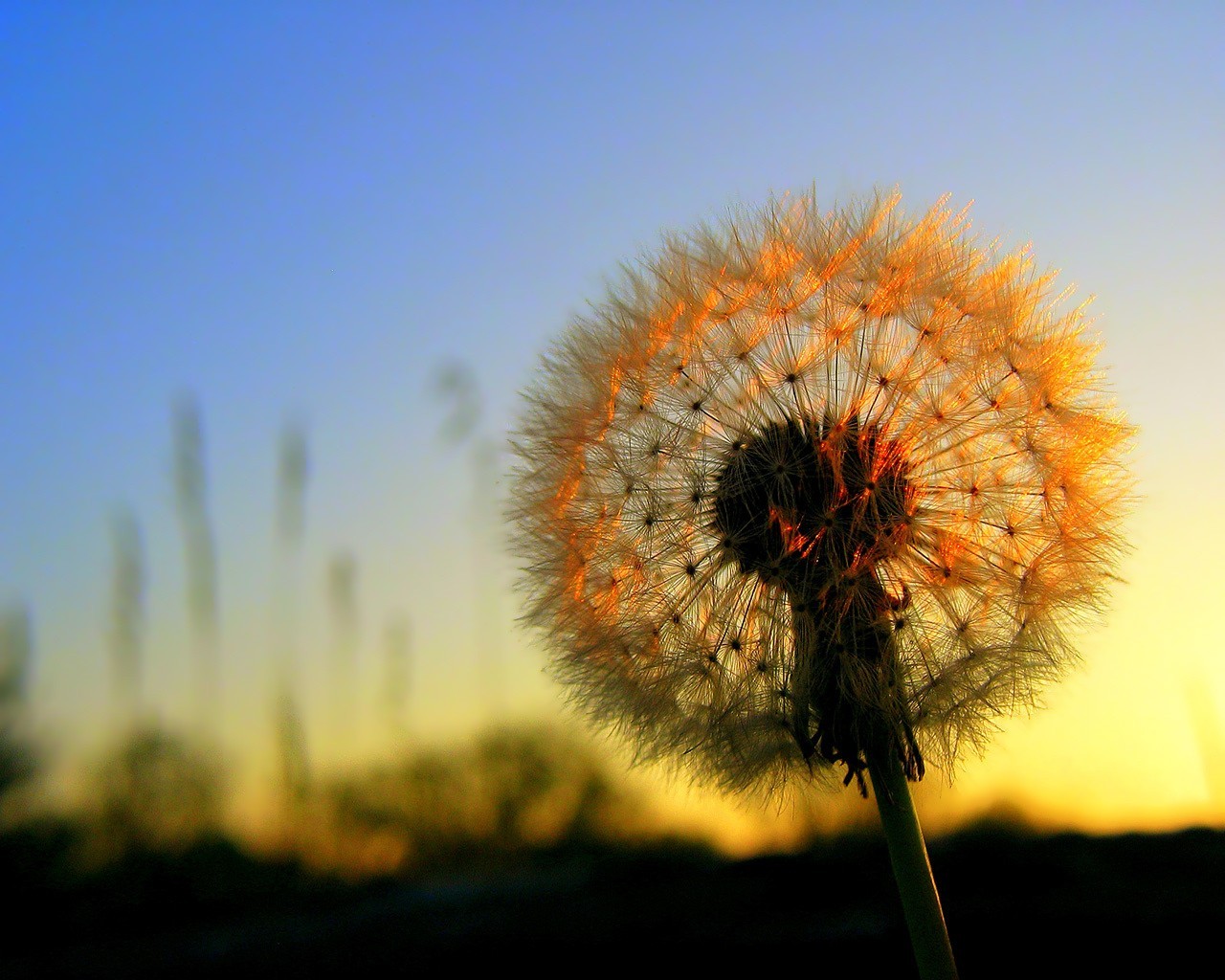 flower sun sunset